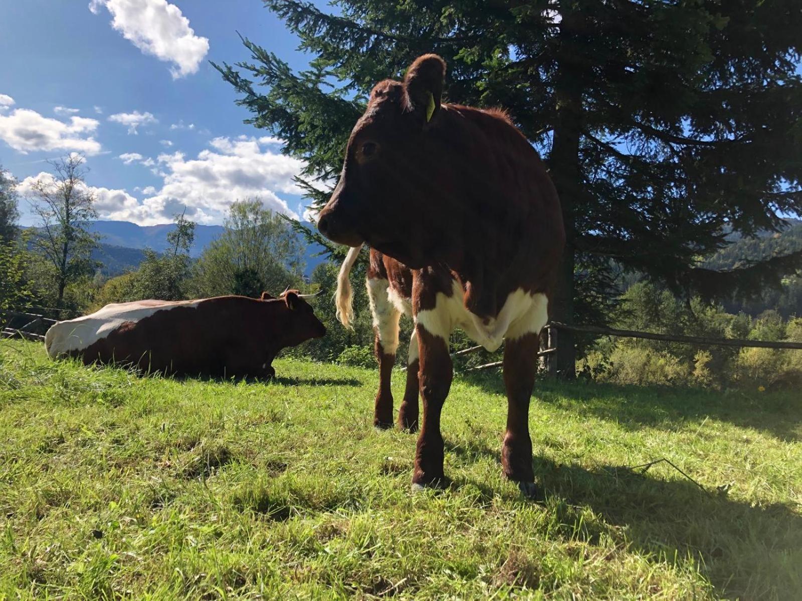 Glamping Savinja Hotel Ljubno ภายนอก รูปภาพ